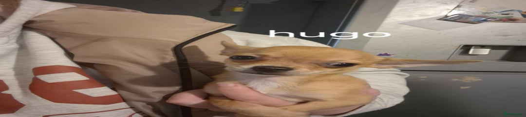 Hugo