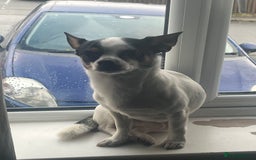 Mixed Breed dogs for sale: chihuahua x Jack Russel - Image 3