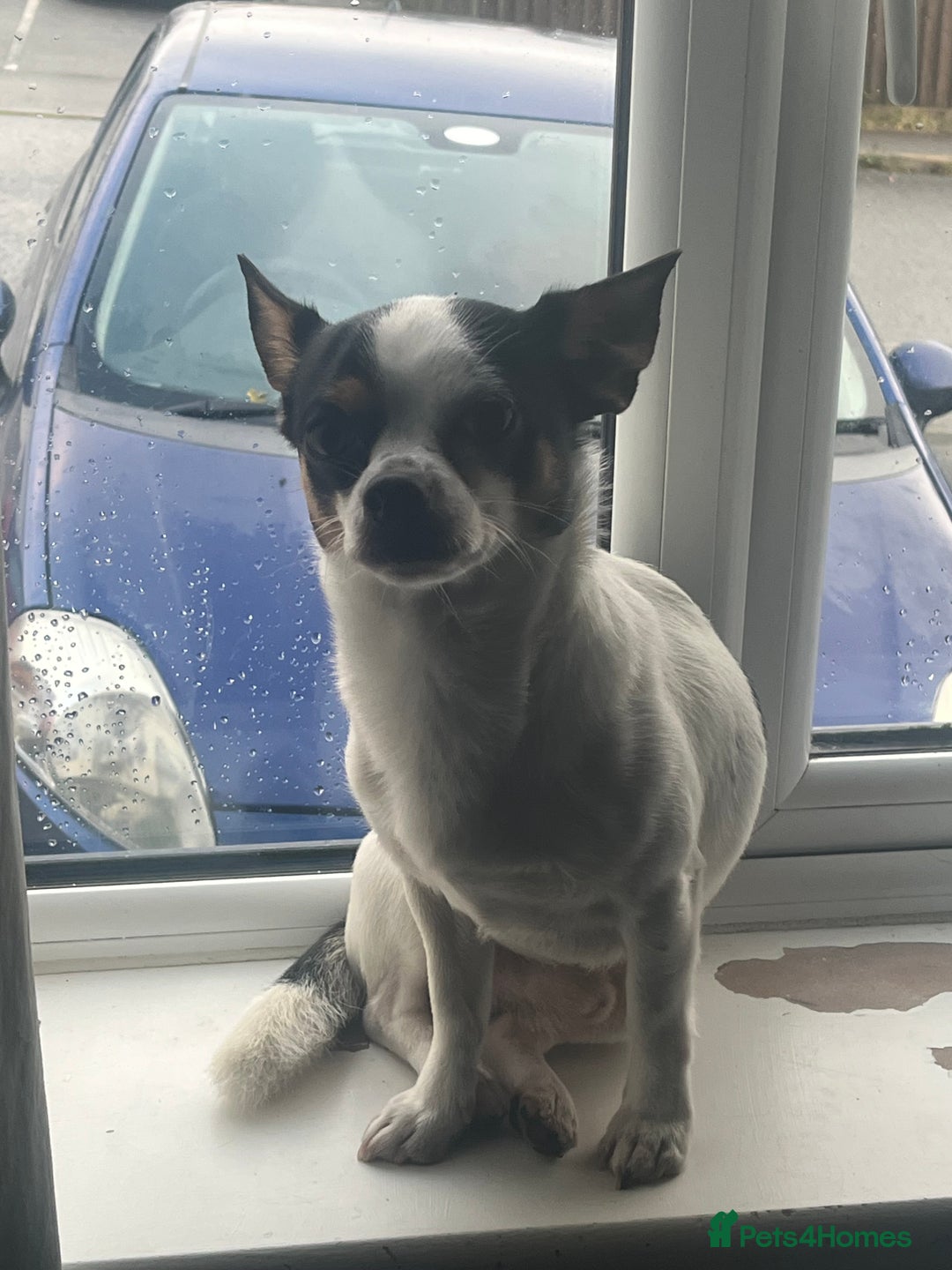 Mixed Breed dogs for sale: chihuahua x Jack Russel - Image 3