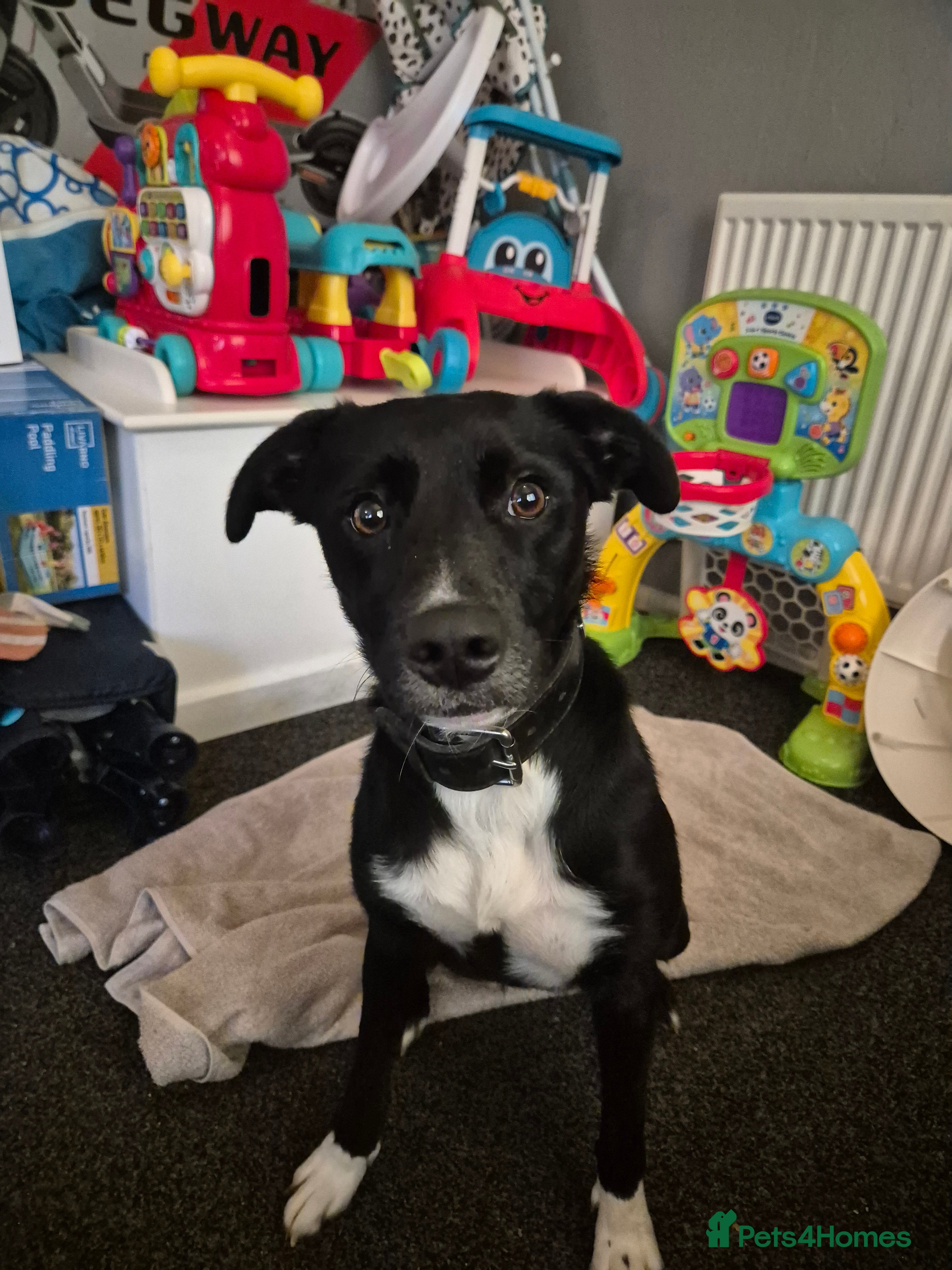 Mixed Breed dogs MYA border collie cross lurcher - Advert 1