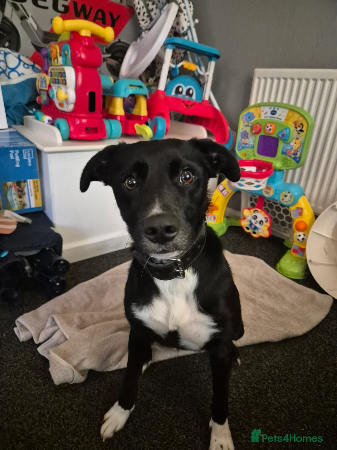 Mixed Breed dogs for sale: MYA border collie cross lurcher - Advert 1