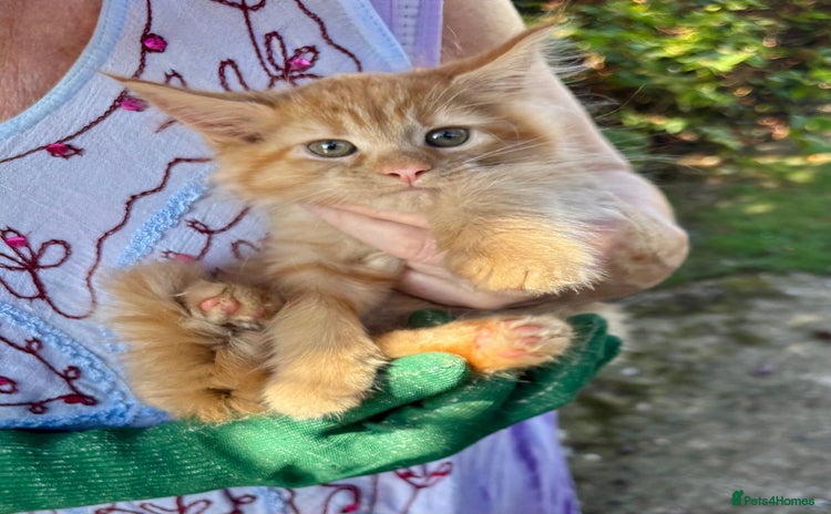 Maine Coon cats - Advert 2