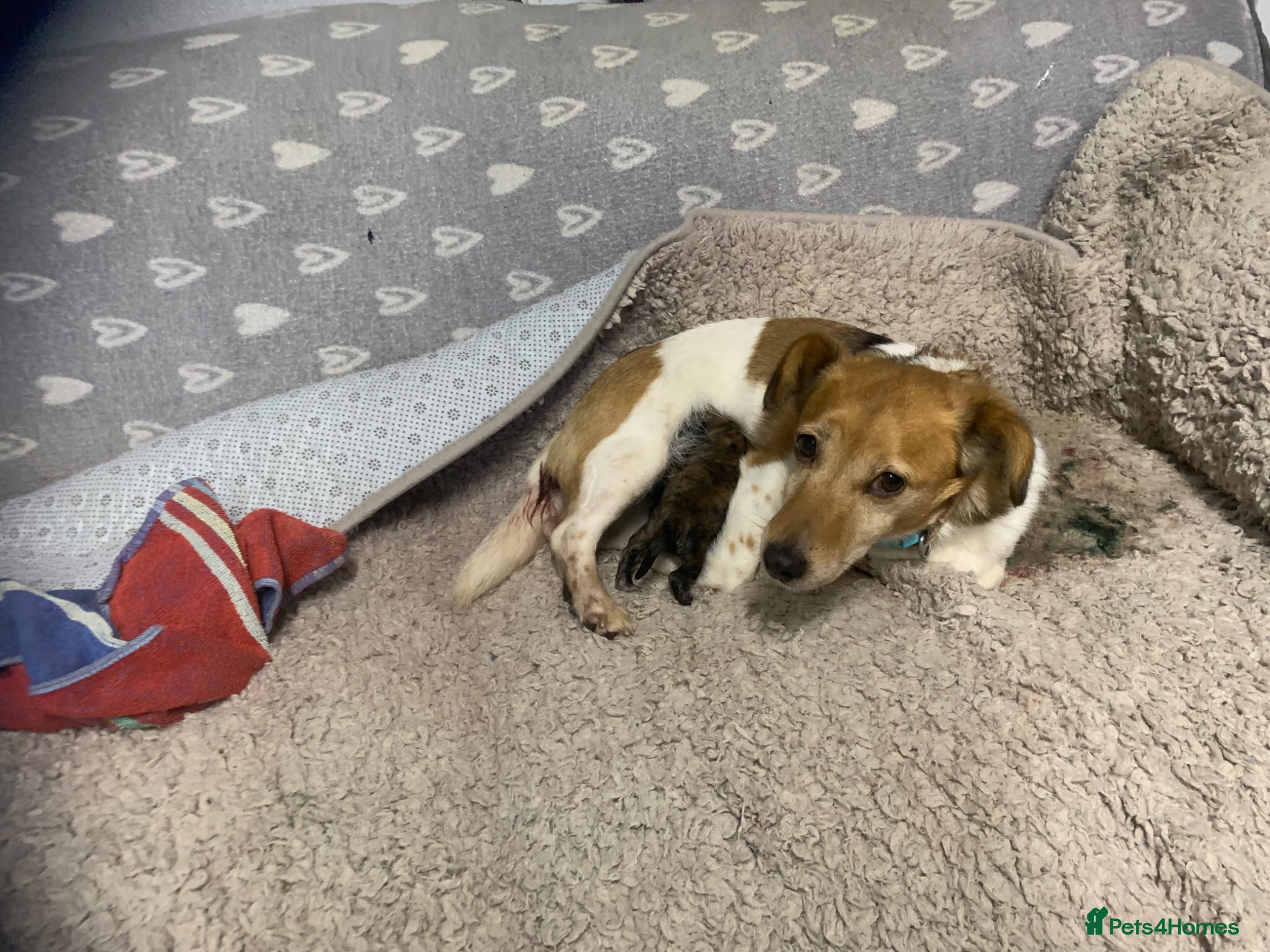 Mixed Breed dogs Gorgeous Jack Russel x West Highland Terrier girls - Advert 1