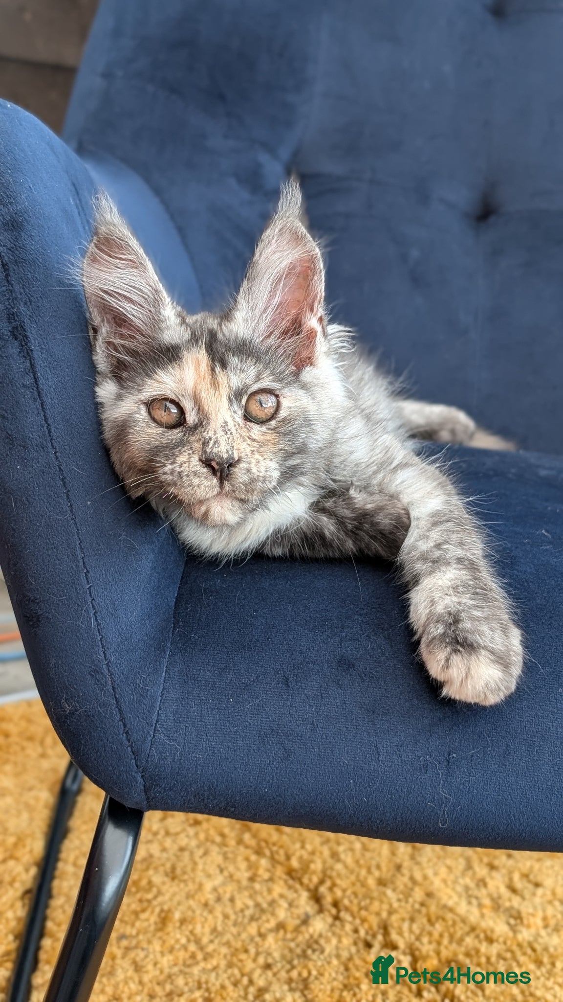 Maine Coon cats Pedigree Maine coons kittens Tica registered - Advert 2
