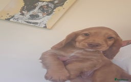 Cocker Spaniel dogs for sale: Health tested working cocker spaniels  - Image 7