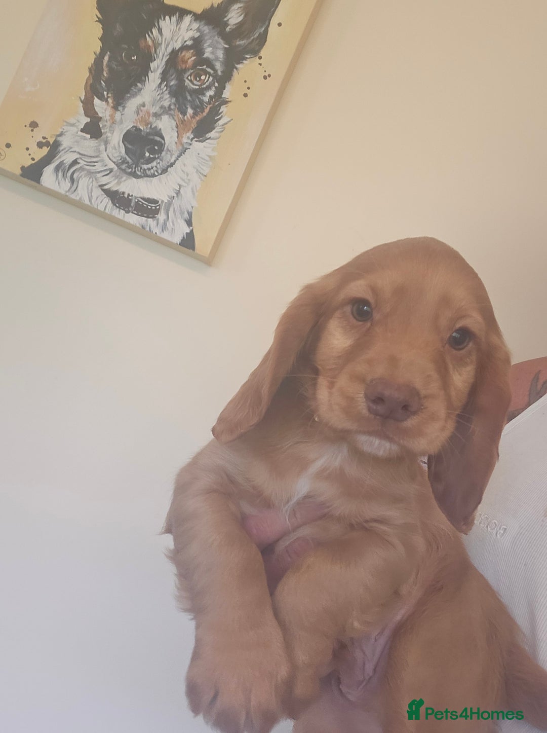Cocker Spaniel dogs for sale: Health tested working cocker spaniels  - Image 7