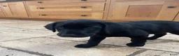 Labrador Retriever dogs for sale: Black working Labrador puppies in Leicester - Advert 3