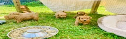 Yorkiepoo dogs for sale: Yorkiepoo puppies  - Advert 2