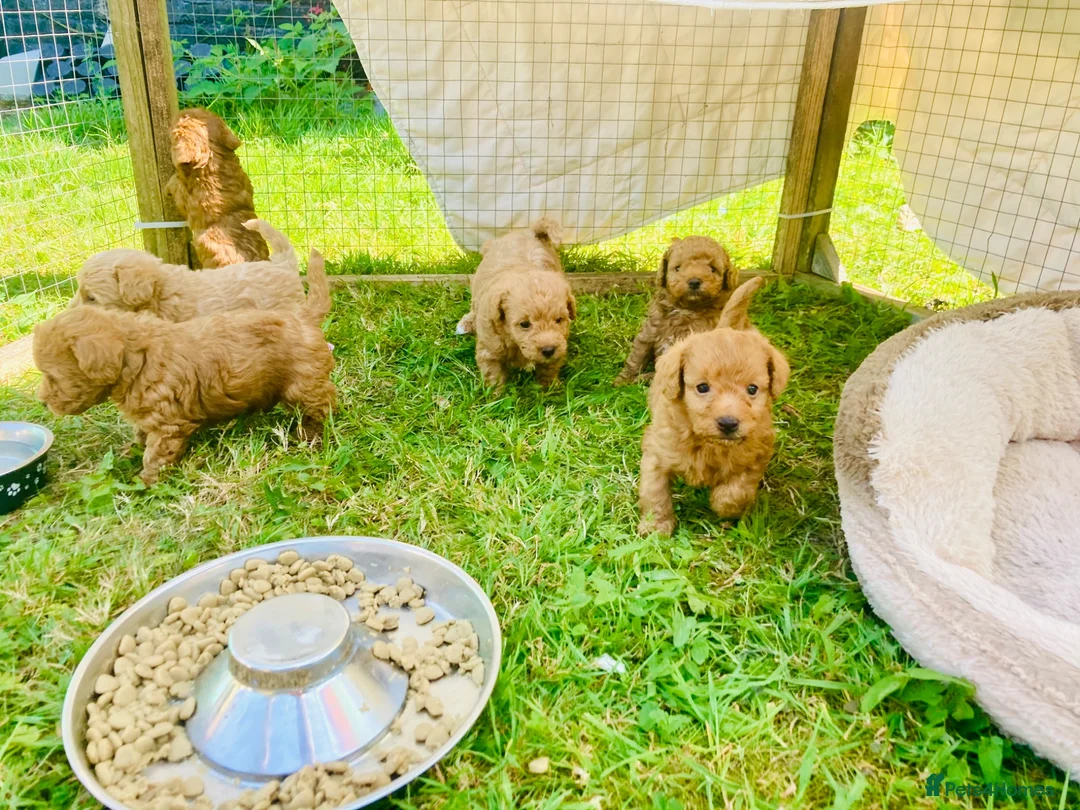 Yorkiepoo dogs for sale: Yorkiepoo puppies  - Advert 2