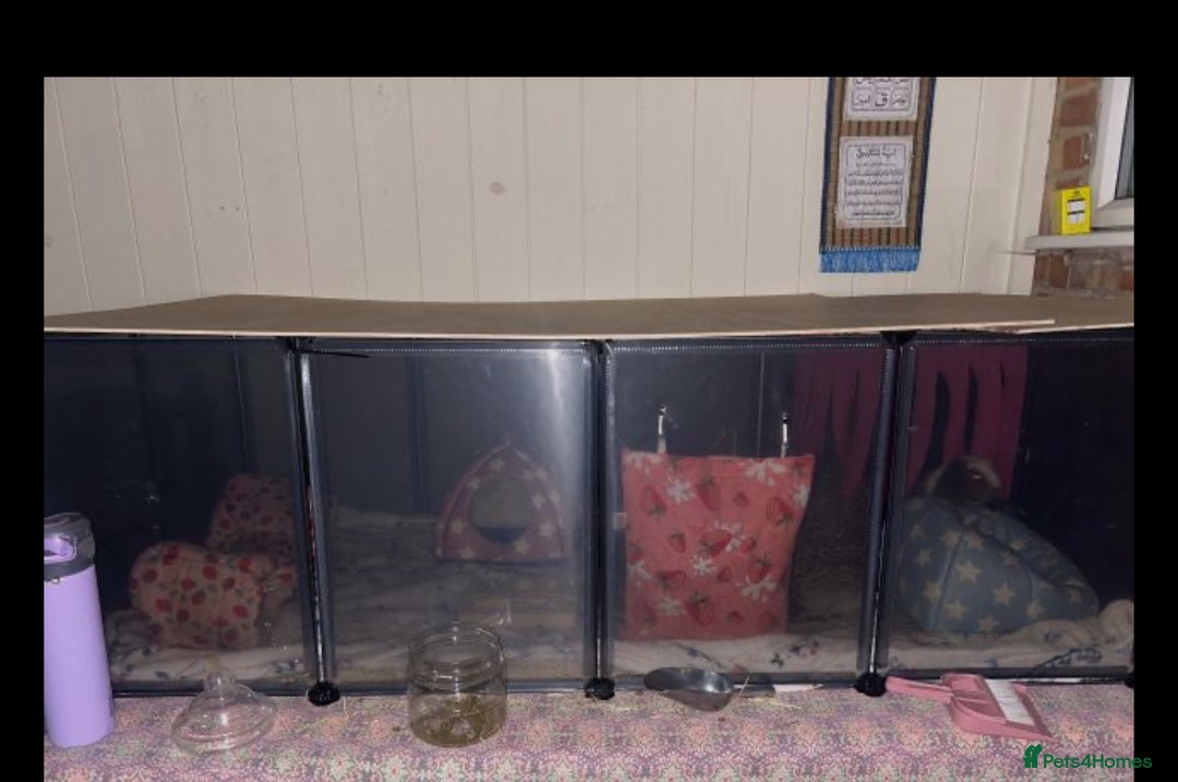 Guinea Pig rodents for sale: 2 male guinea pigs with cage+extras included  - Advert 7