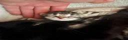 Bengal cats for sale: Stunning Bengal X kittens  - Advert 3