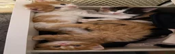 Mixed Breed cats for sale: Mixed Maine Coon kittens - Advert 5