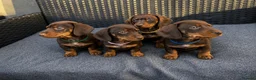 Miniature Dachshund dogs for sale: KC Registered Miniature dachshund puppys - Advert 11