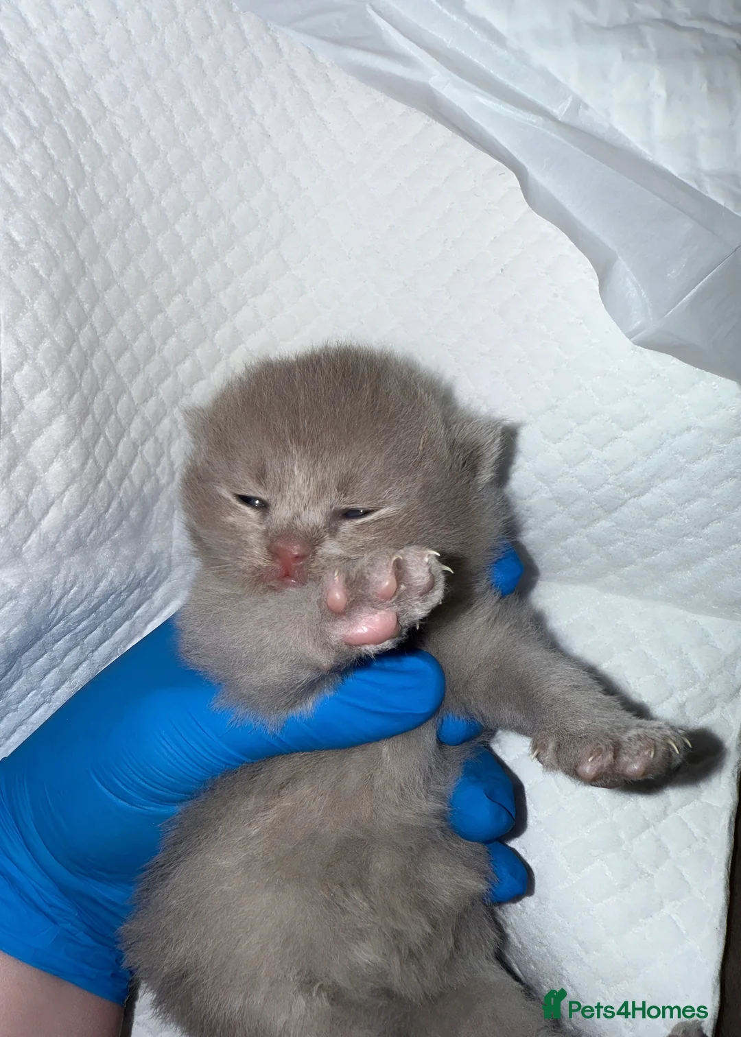 British Shorthair cats for sale:  British short hair Kittens – Waiting List Open ✨ - Advert 7