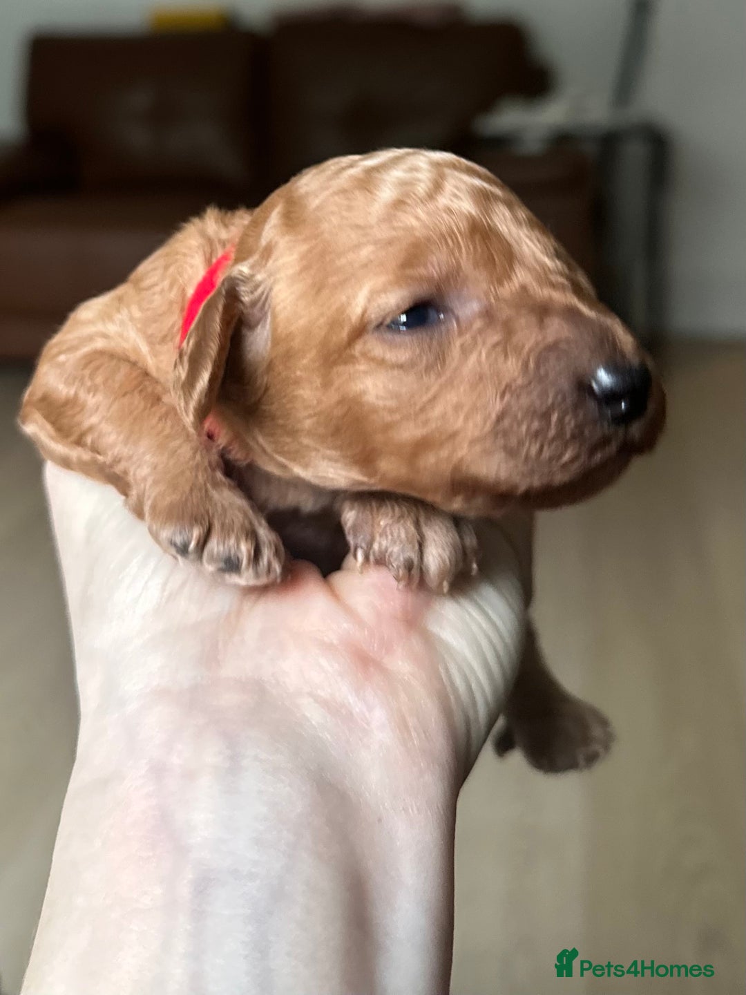 Toy Poodle dogs for sale: Red & black toy poodles  - Image 4