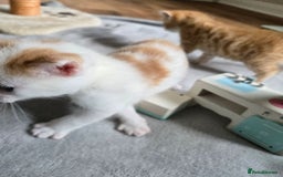 Mixed Breed cats for sale: Beautiful fluffy ginger kittens - Image 14