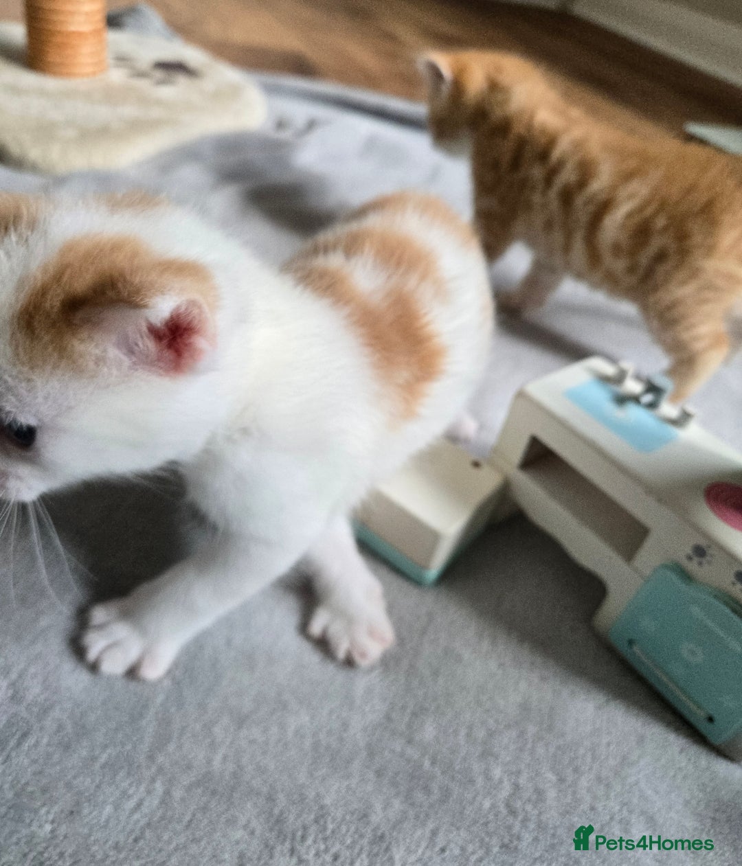 Mixed Breed cats for sale: Beautiful fluffy ginger kittens - Image 14