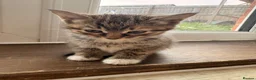 Mixed Breed cats for sale: Last 3 kitten !  1 male 2 females cute kittens  - Advert 14