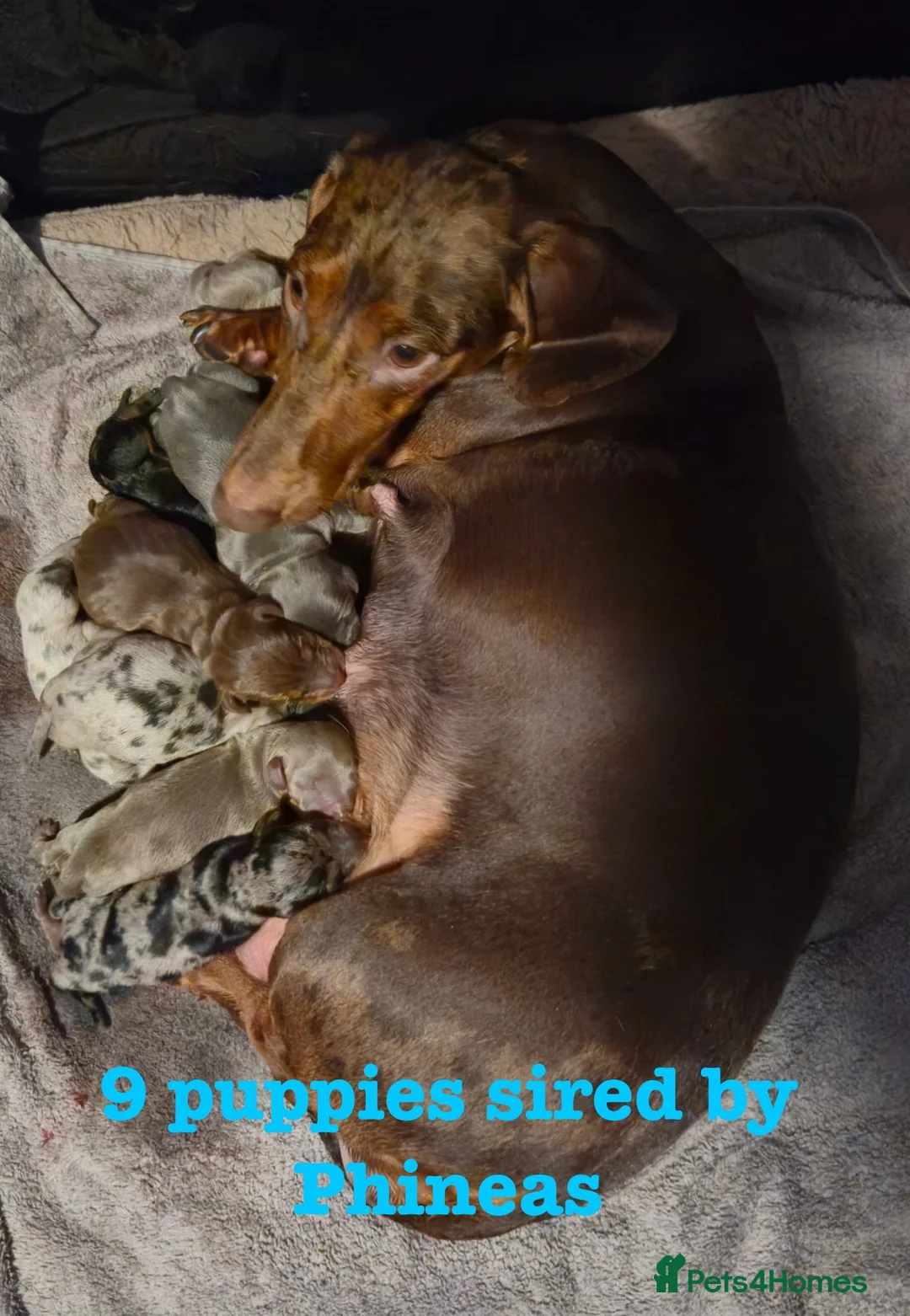 Miniature Dachshund dogs for stud: Tiny Piebald Stud with Free Ovulation Testing  in Stockton-on-Tees - Advert 27