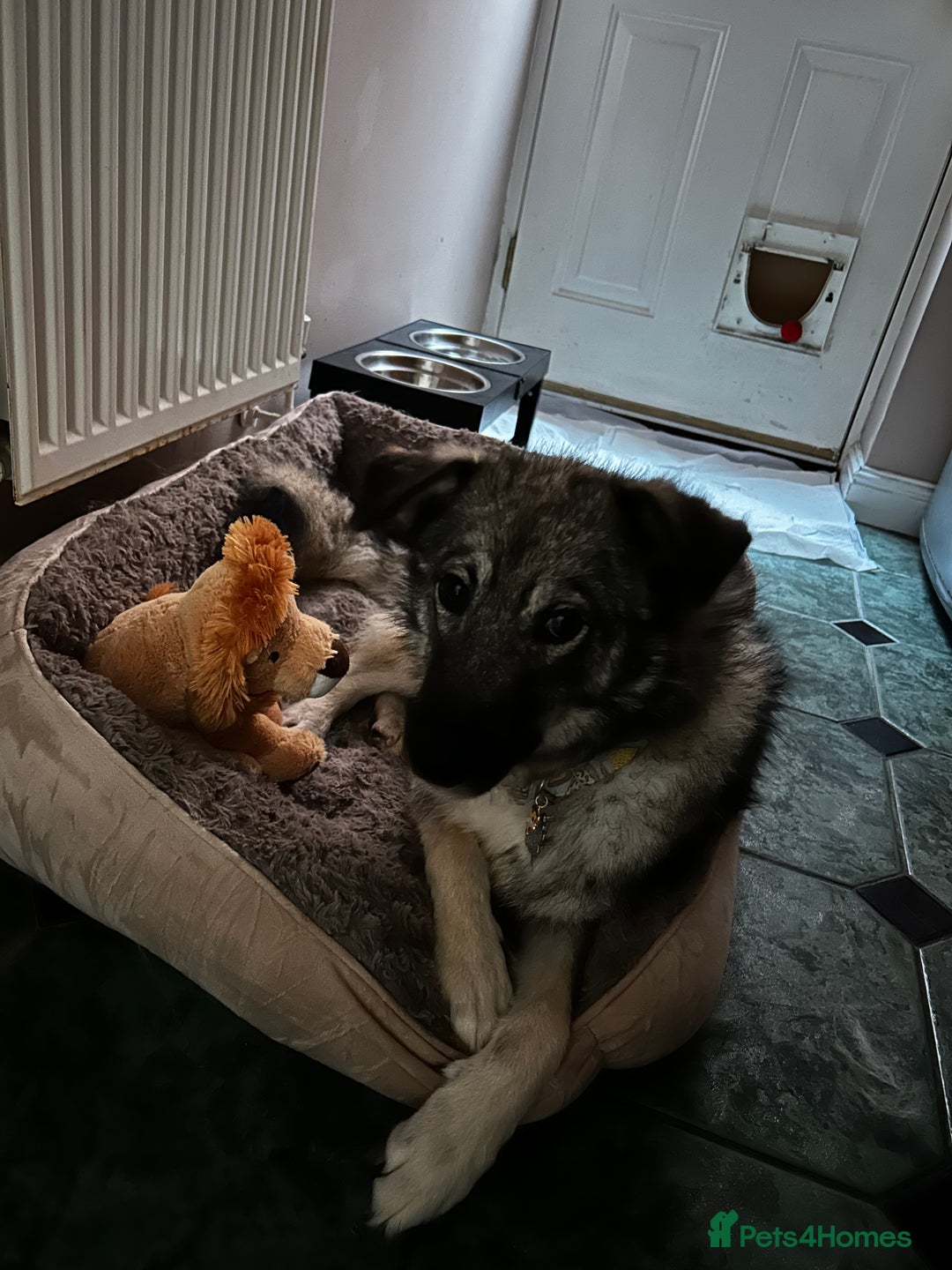 Mixed Breed dogs for sale: Adorable ODY - Image 7