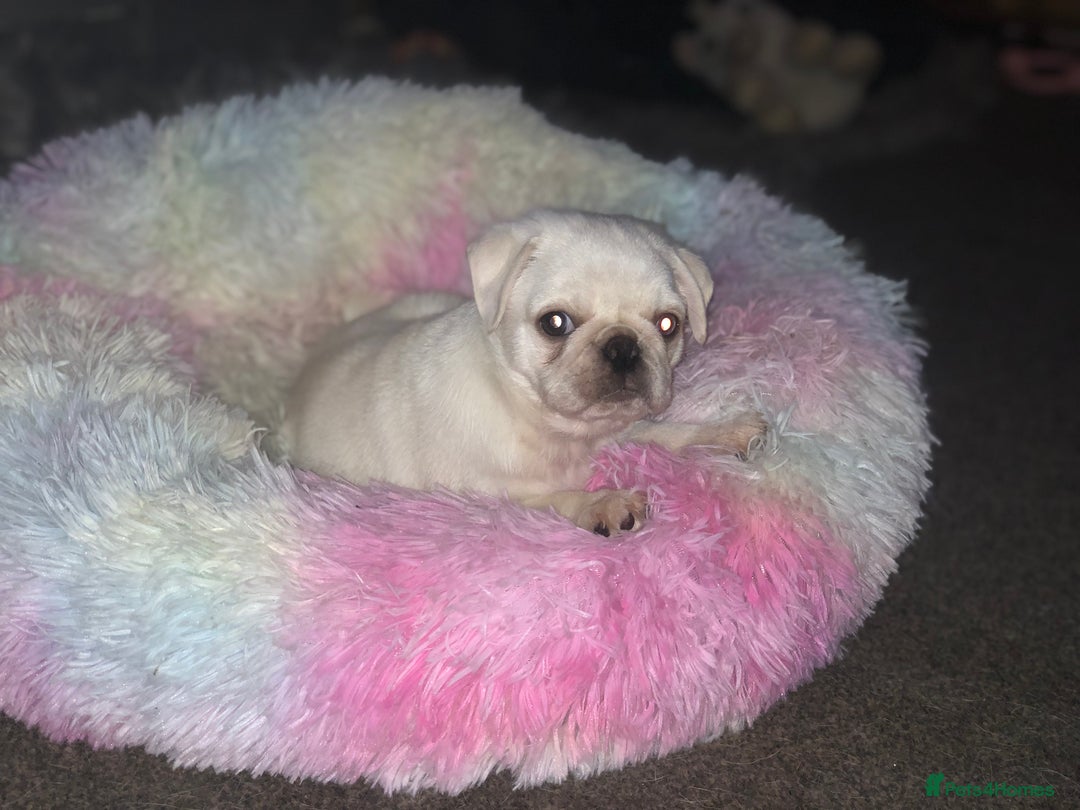 Pug dogs for sale: RESERVED  - Advert 9