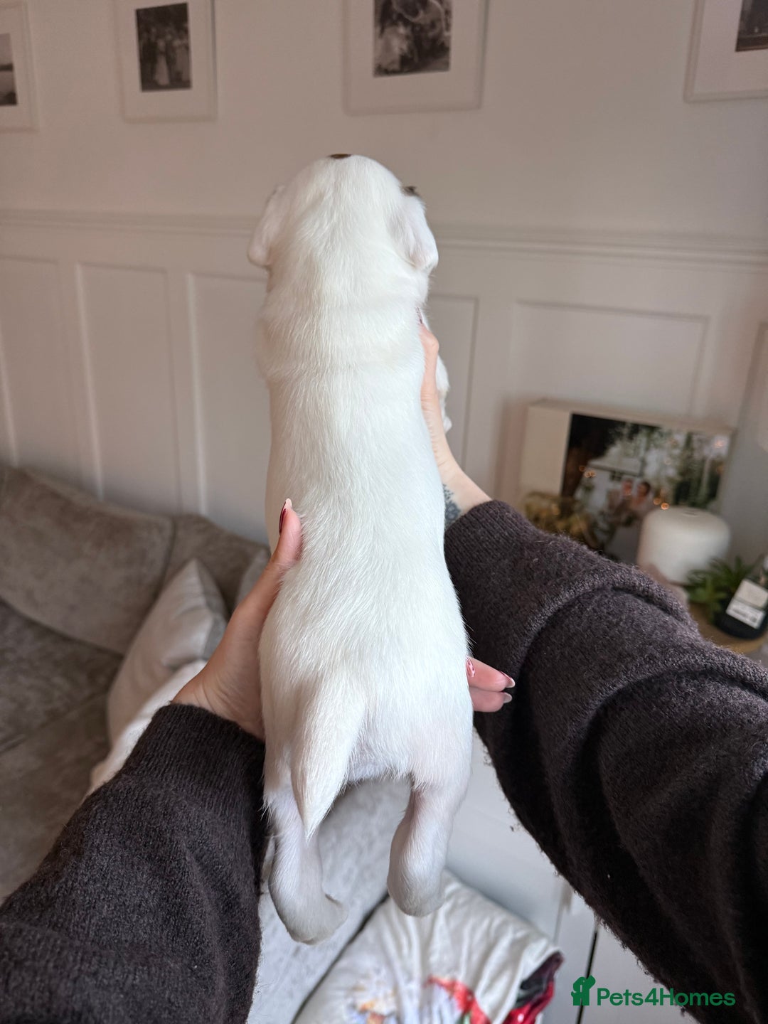 Boxer dogs for sale: 4 CHAMP BLOODLINE CHUNKY BOXER PUPS, bobtail/tail - Advert 30