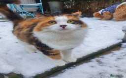 British Longhair cats for sale: Female sisters 🐾 - Image 5