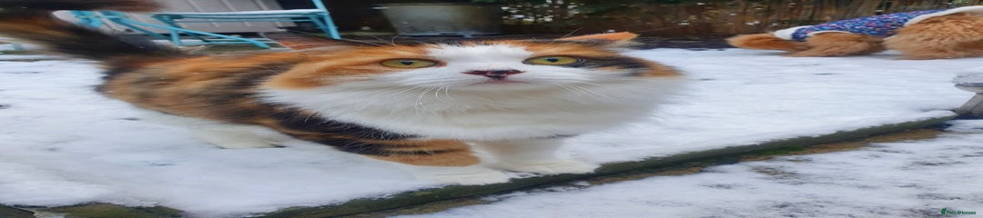 British Longhair Kitten 1