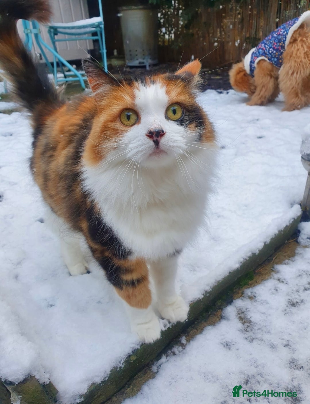 British Longhair cats for sale: Female sisters 🐾 - Image 5