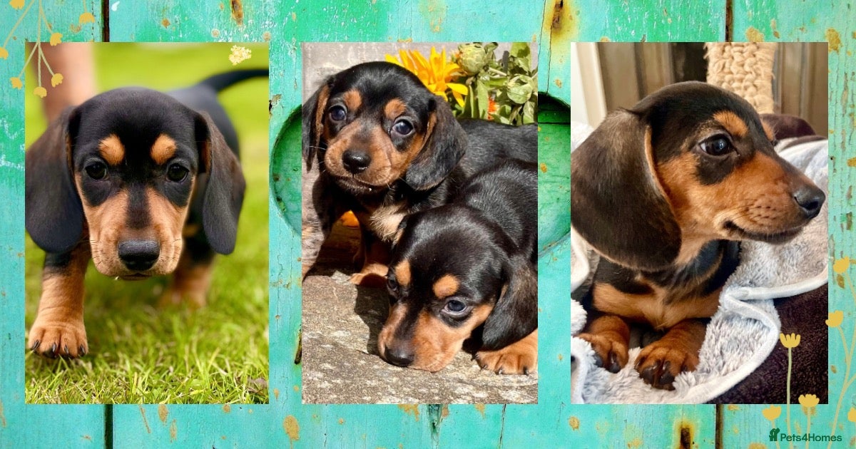 Miniature Dachshund dogs 💕 Ready Now and Reduced! Lovely Mini Doxies - Advert 16