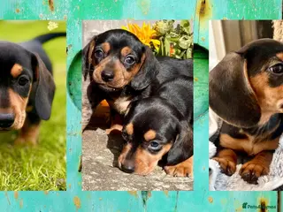 Miniature Dachshund dogs 💕 Ready Now and Reduced! Lovely Mini Doxies - Advert 16