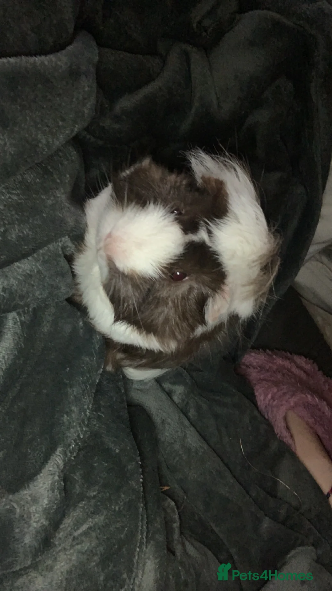 Guinea Pig rodents for sale: Vinnie and Benji - Advert 2