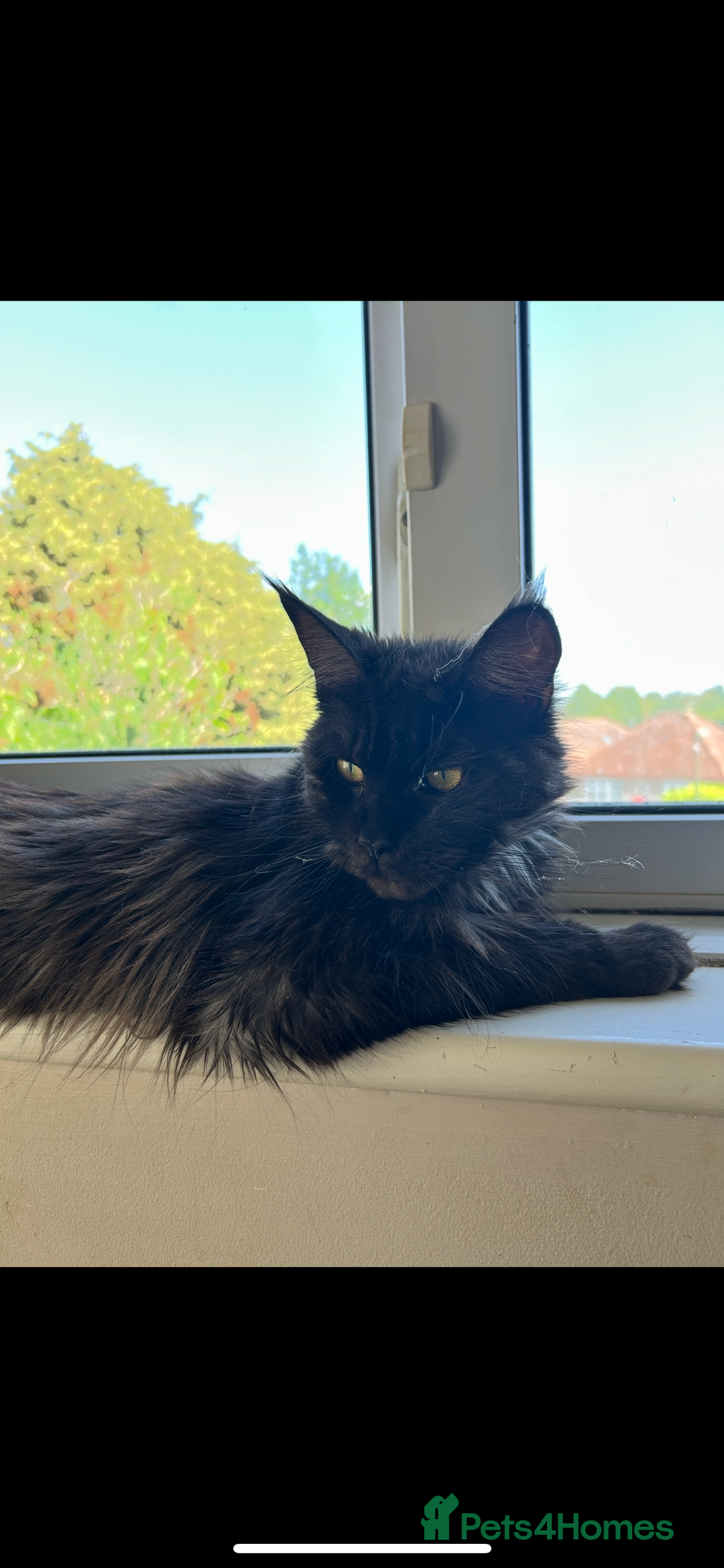 Maine Coon cats for sale: Maine Coon  - Image 2