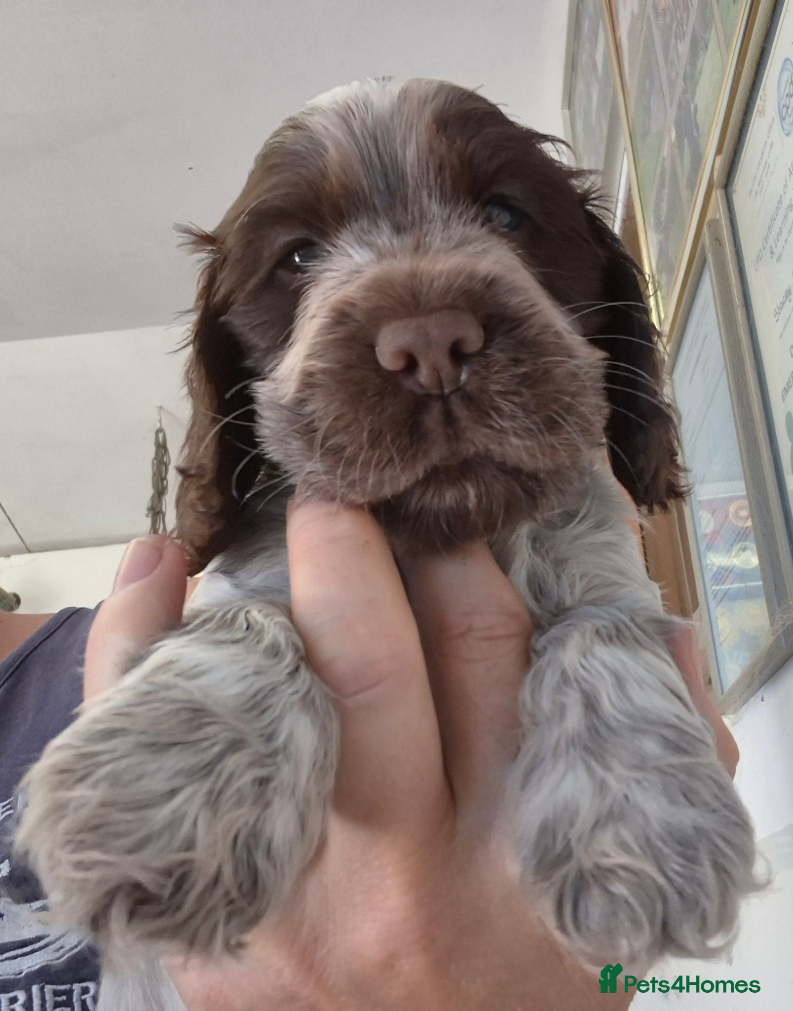 Cocker Spaniel dogs Show type cocker spaniel puppies  - Advert 1