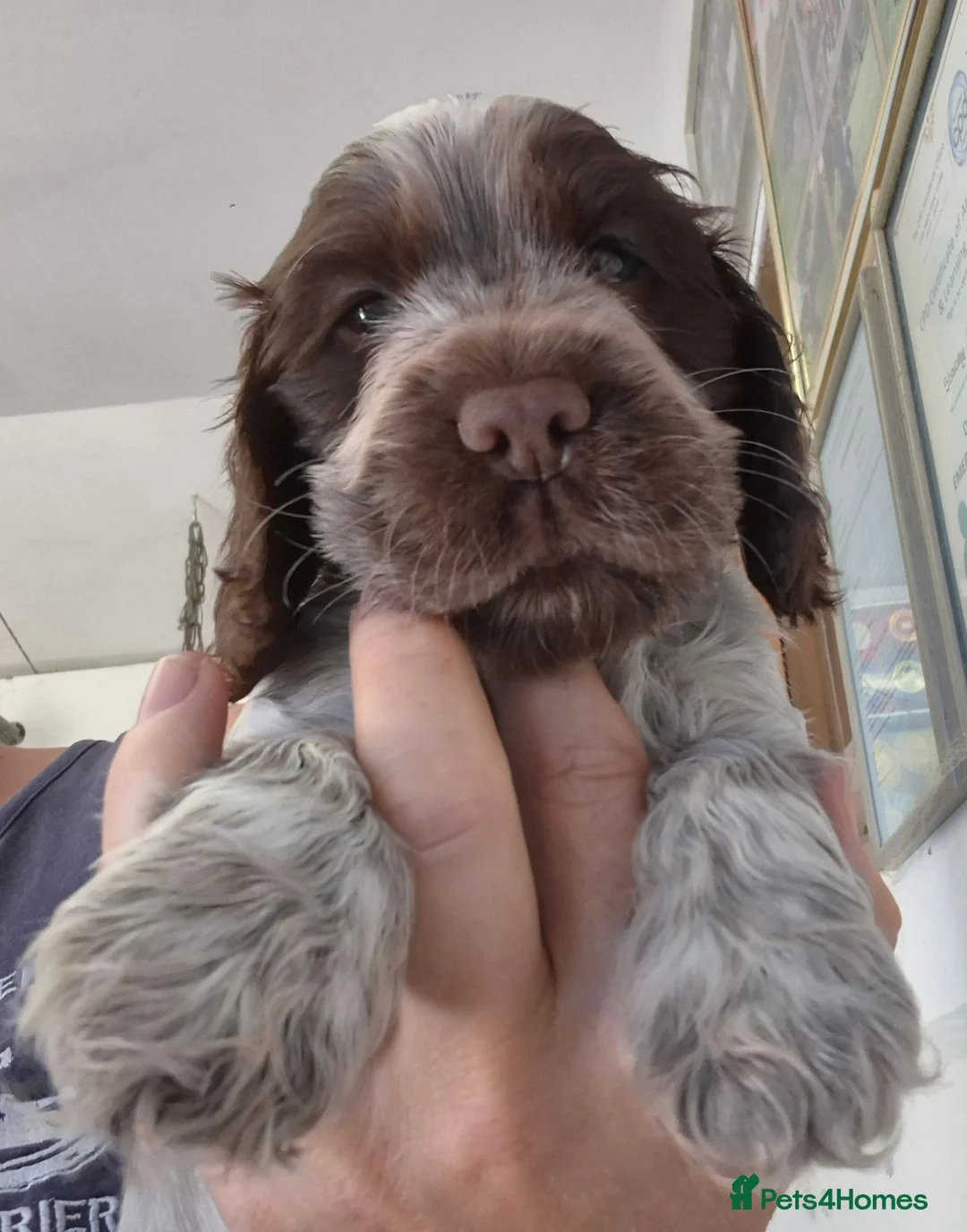 Cocker Spaniel dogs for sale: Show type cocker spaniel puppies  - Advert 1