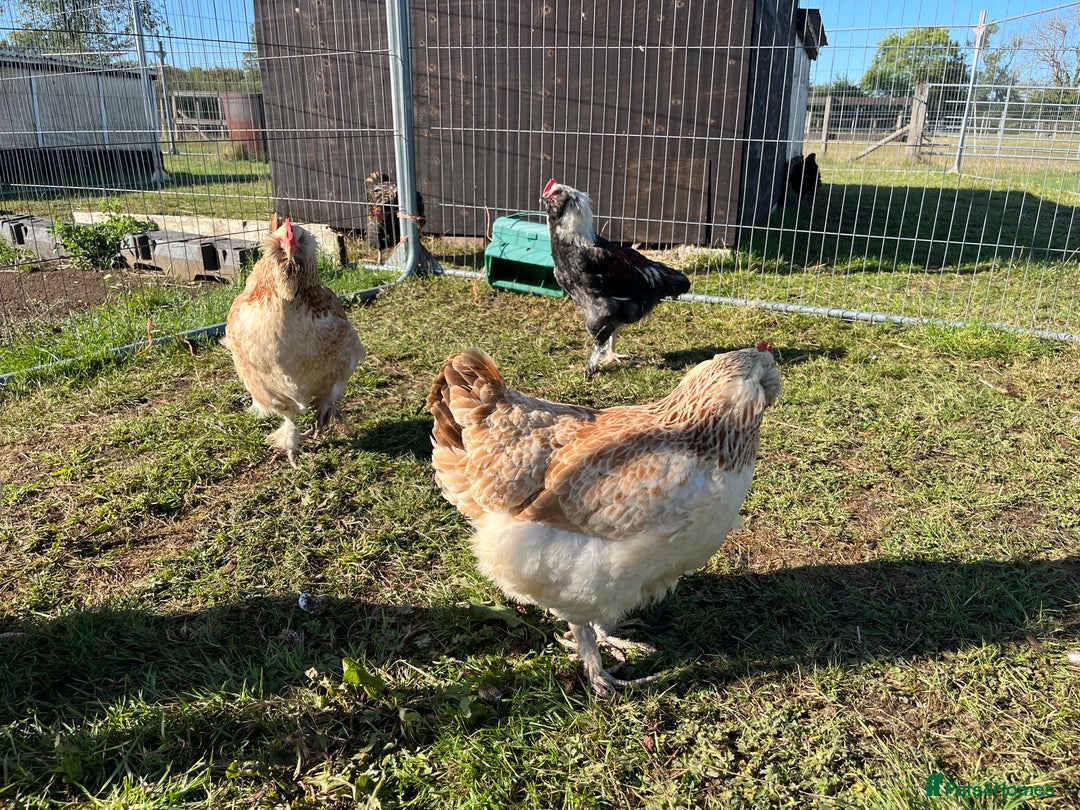 Chickens poultry for sale: Trio salmon faverolles - Image 4