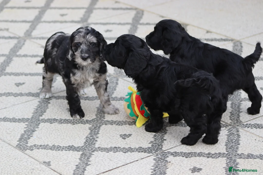 Cockapoo dogs for sale: F1 Cockapoo puppies for sale - Advert 30