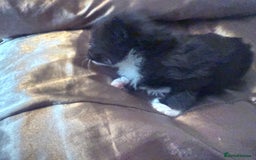 British Longhair cats for sale: X5 ragdoll crossbreed kitten polydactyl  - Advert 11