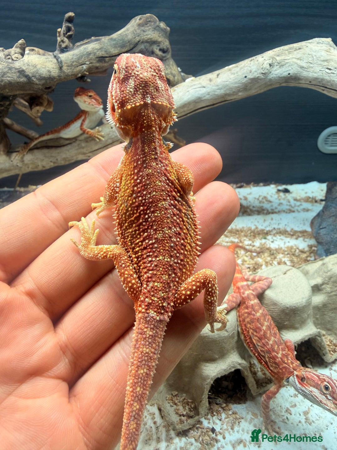 Bearded Dragon reptiles for sale: Red baby Bearded Dragons ready to go! - Advert 5