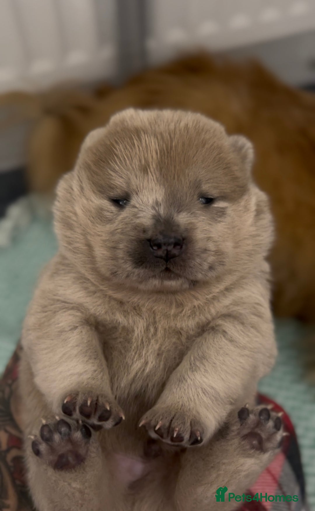 Chow Chow dogs for sale: Merle & blue bear faced Teddy chow chow puppies  - Advert 6