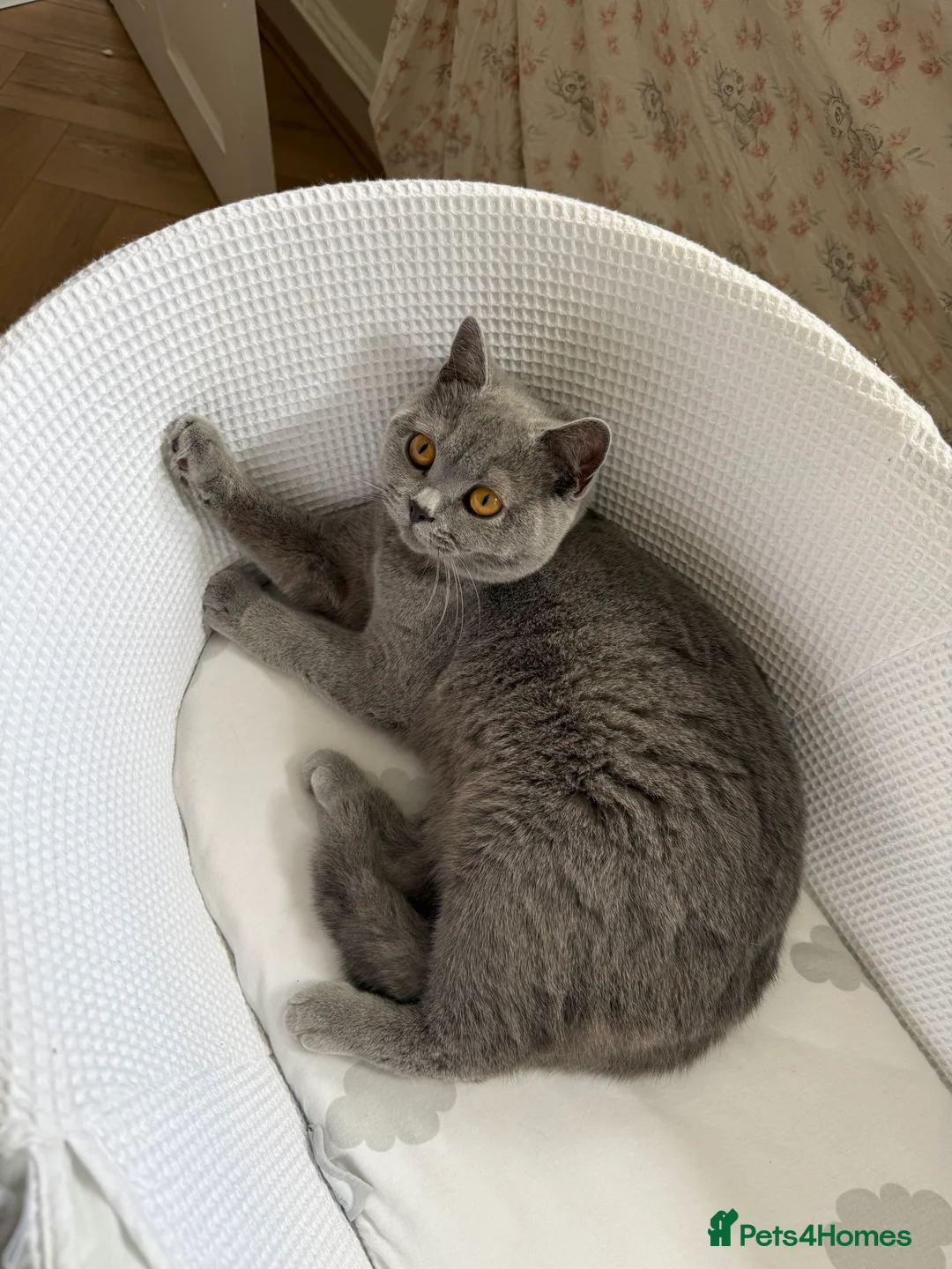 British Shorthair cats for sale: Nina The British shorthair  - Advert 7