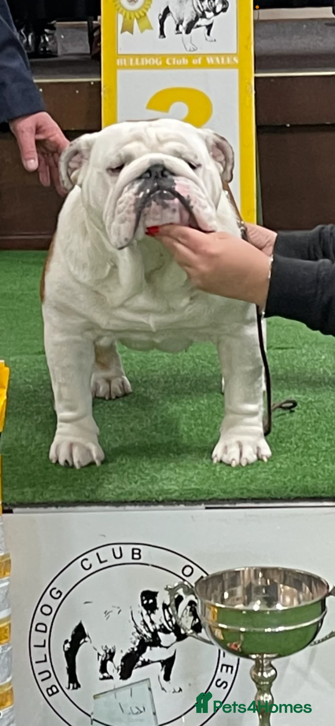 English Bulldog dogs for stud: TRUE TO TYPE - STANDARD - At Stud  in Ilkeston - Advert 8