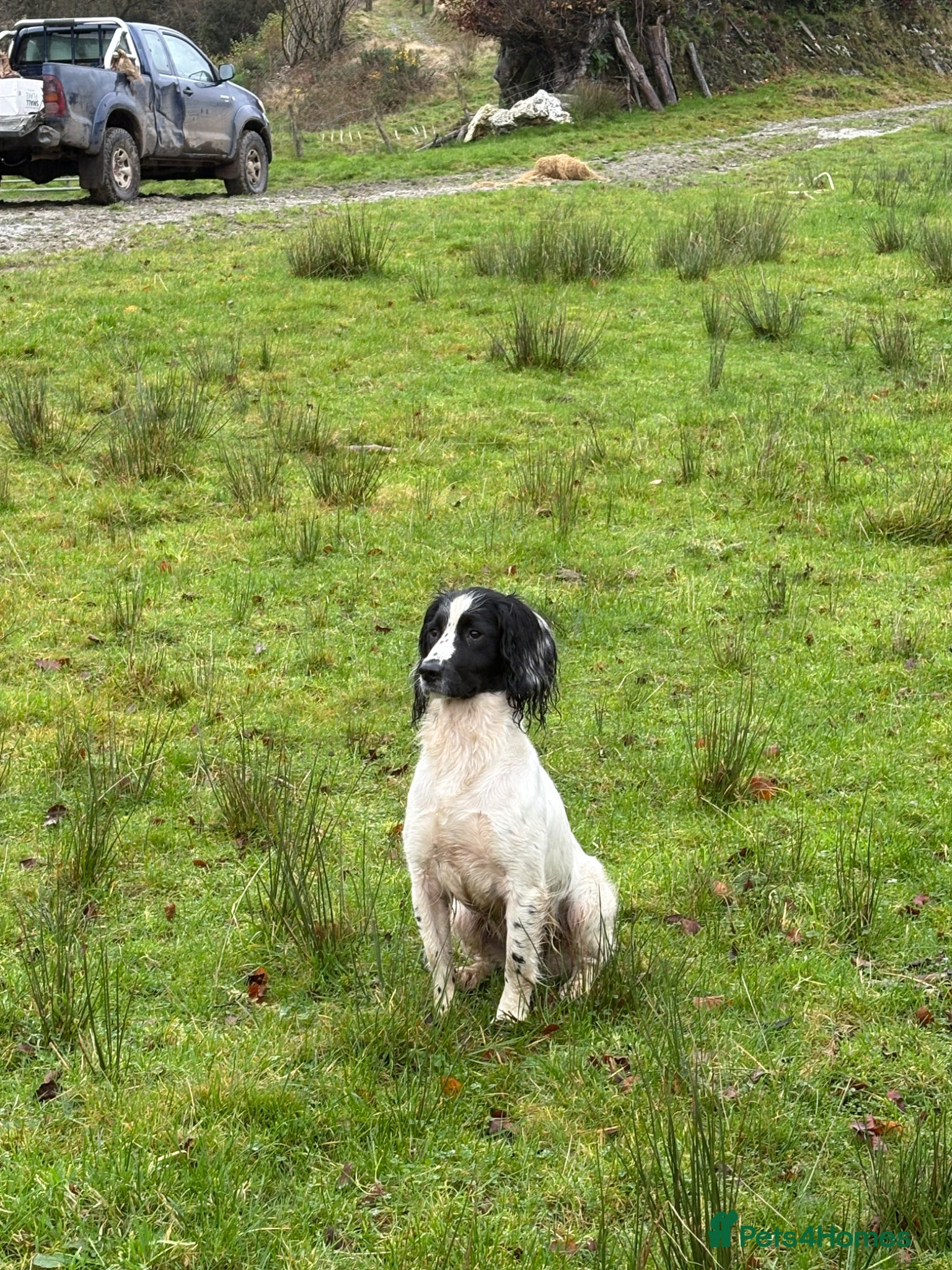 Sprocker dogs Sprocker Spaniel Puppies – Working Bloodlines - Advert 2