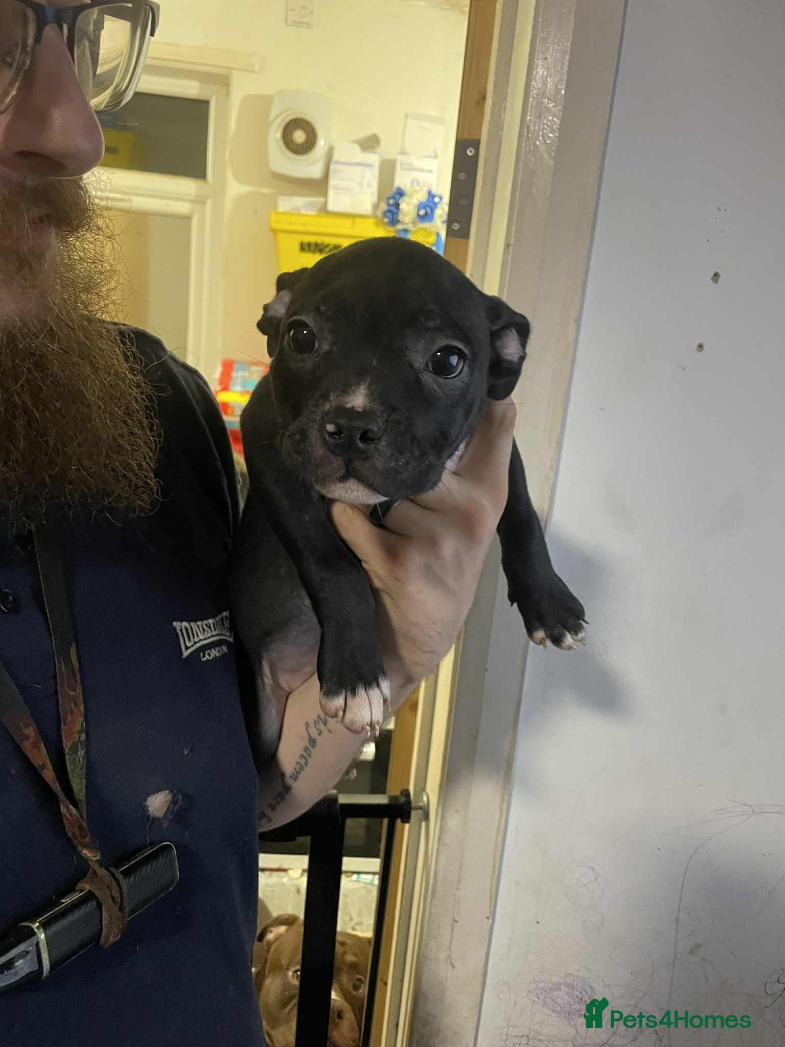 Mixed Breed dogs Beautiful mostly black female puppy - Advert 15