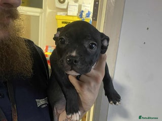 Mixed Breed dogs Beautiful mostly black female puppy - Advert 1