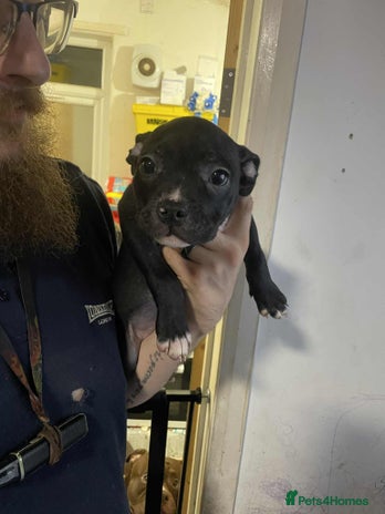 Mixed Breed dogs Beautiful mostly black female puppy - Advert 2