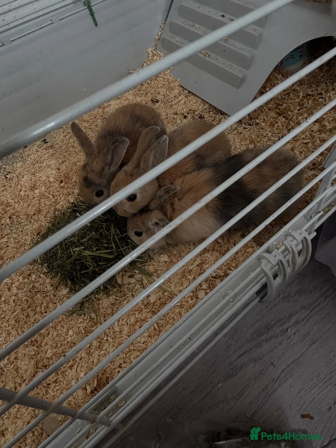 Mini Lop rabbits for sale: 2 baby bunnies  - Advert 2