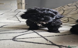 Shihpoo dogs for sale: Lovely small  shipoo - Image 5