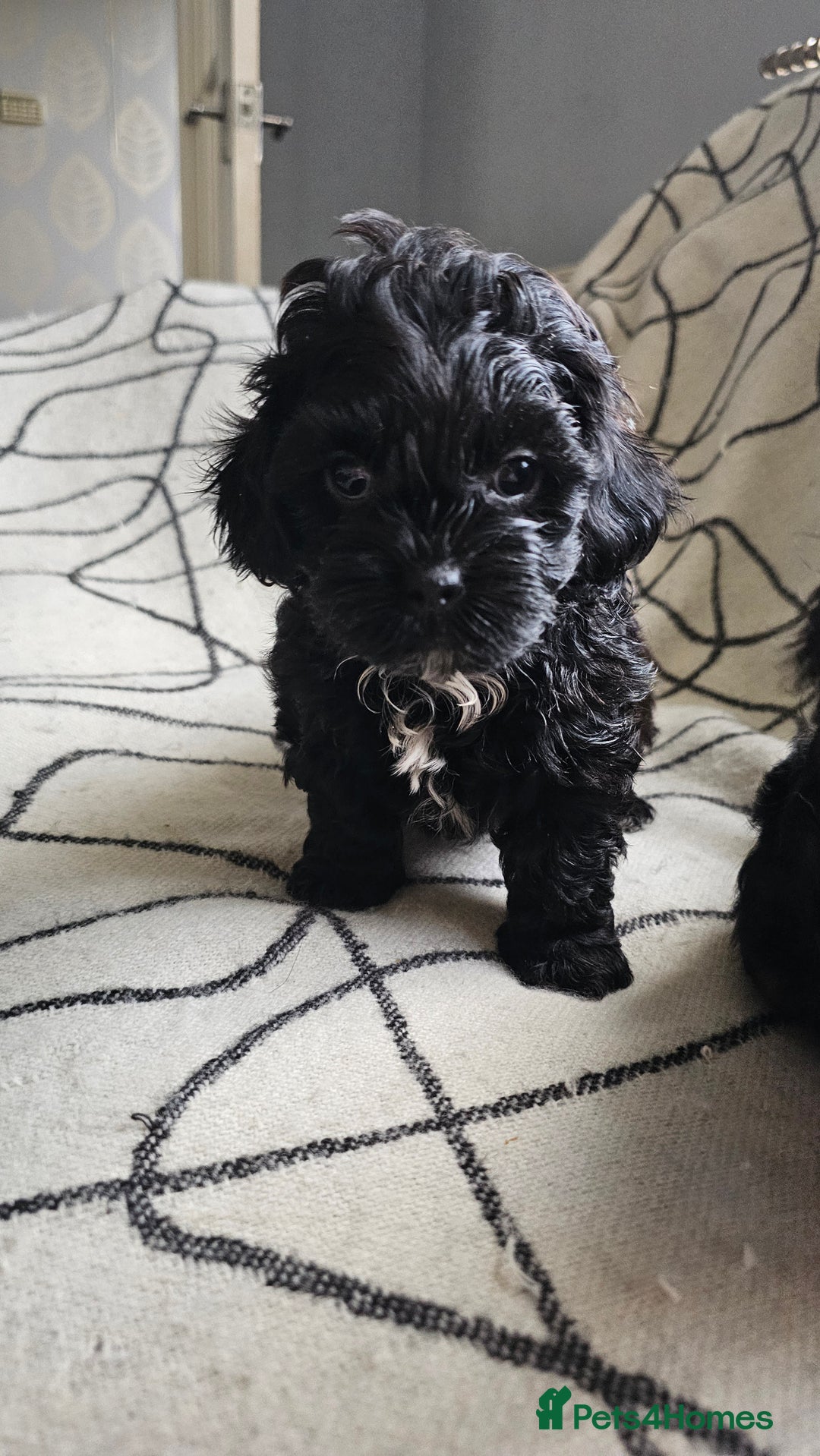 Shihpoo dogs for sale: Lovely small  shipoo - Image 5