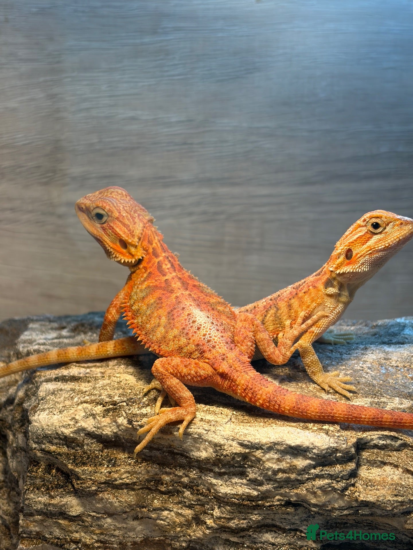 Bearded Dragon reptiles for sale: *Ready to go* Red + Orange Hypo Translucent - Advert 2